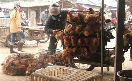 An illegal poultry sale unit in Hanoi (Photo: VNA)